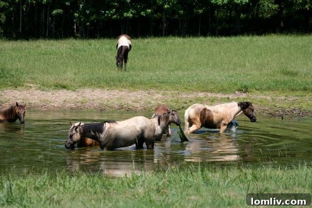 East Texas Ranch A Horse's Dream Playground 12 Horses enjoying a swim in one of the serene stock ponds on the ranch