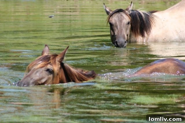 East Texas Ranch A Horse's Dream Playground 13 A horse playfully submerging its head in a pond to graze on pond grass