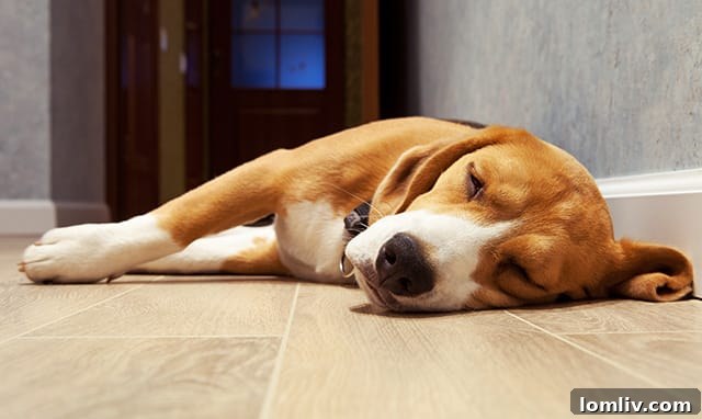 Owners play a critical role in teaching dogs to follow and rest effectively