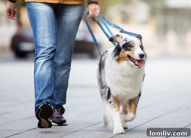 A long, structured walk benefits dogs mentally and physically while helping them acclimate to a new neighborhood