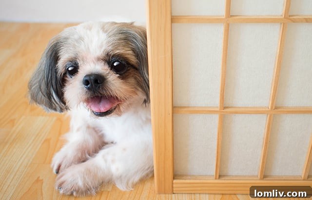 Pets rely on their owners for cues on appropriate behavior in new spaces