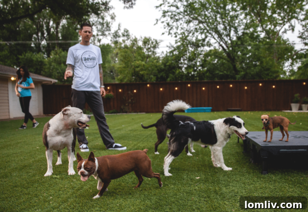 Brad Bevill training dogs in the yard of his Dallas dog behavior facility