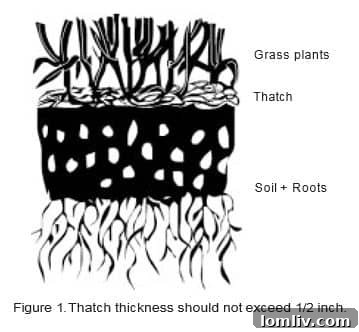 Importance of Soil Testing for Lawn Health