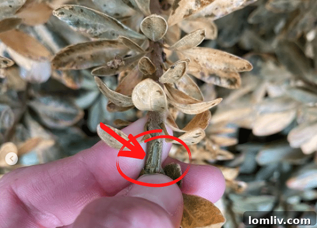 Scratch test on a plant branch to check for freeze damage