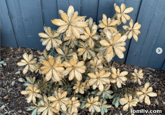 Variegated Pittosporum showing severe freeze damage