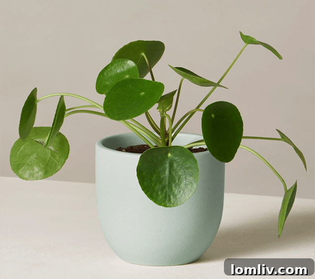 Pilea Peperomioides, the Chinese Money Plant