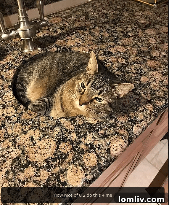 Charming Feline Residents Featured in Lake Austin Home Listing