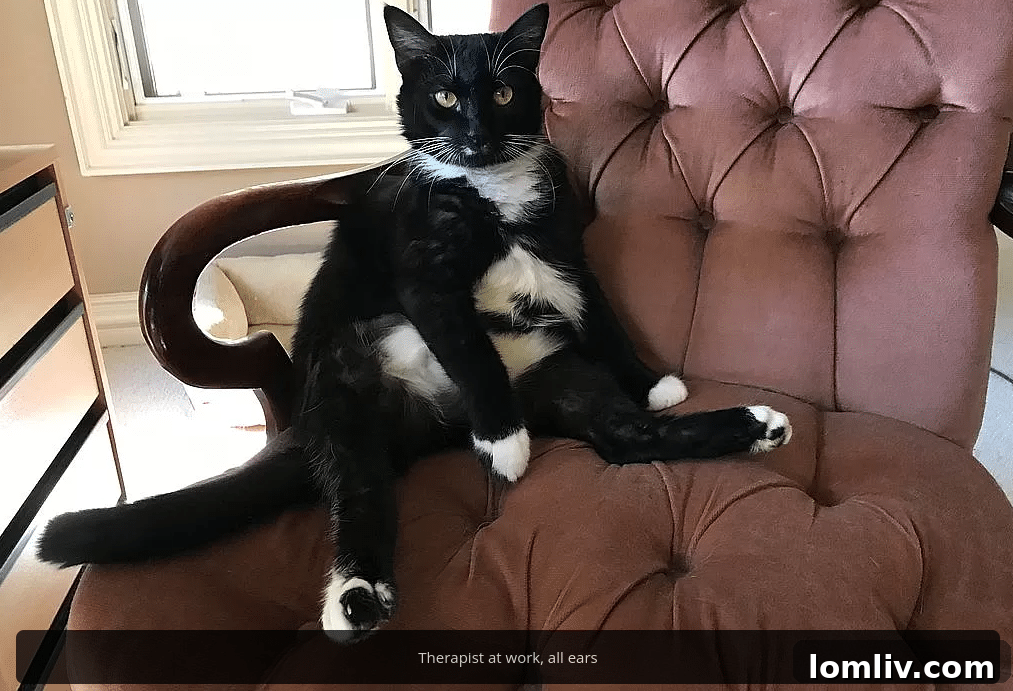 Luxury Austin Home's Unique Feline Companions