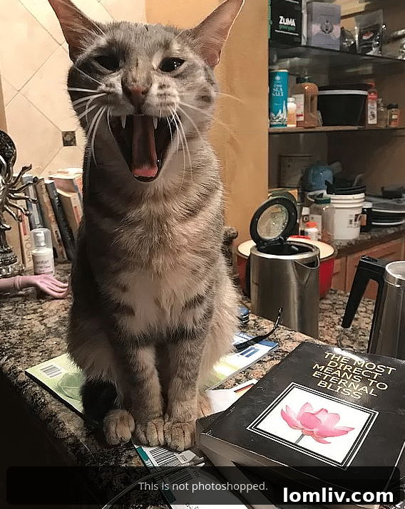 Humorous Cat Portrait in Exclusive Austin Real Estate Listing