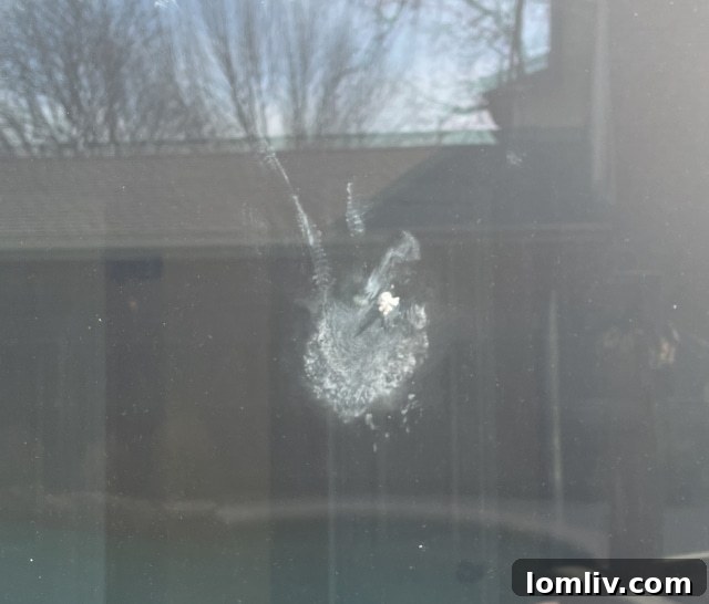 Bird-Friendly Homes: Preventing Window Collisions and Protecting Wildlife