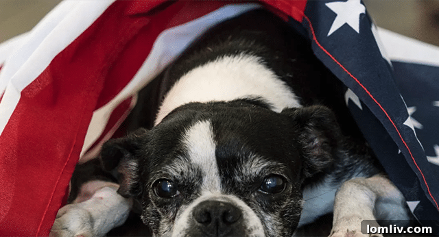 A dog looking anxious, highlighting that dogs have acute hearing and find loud fireworks alarming