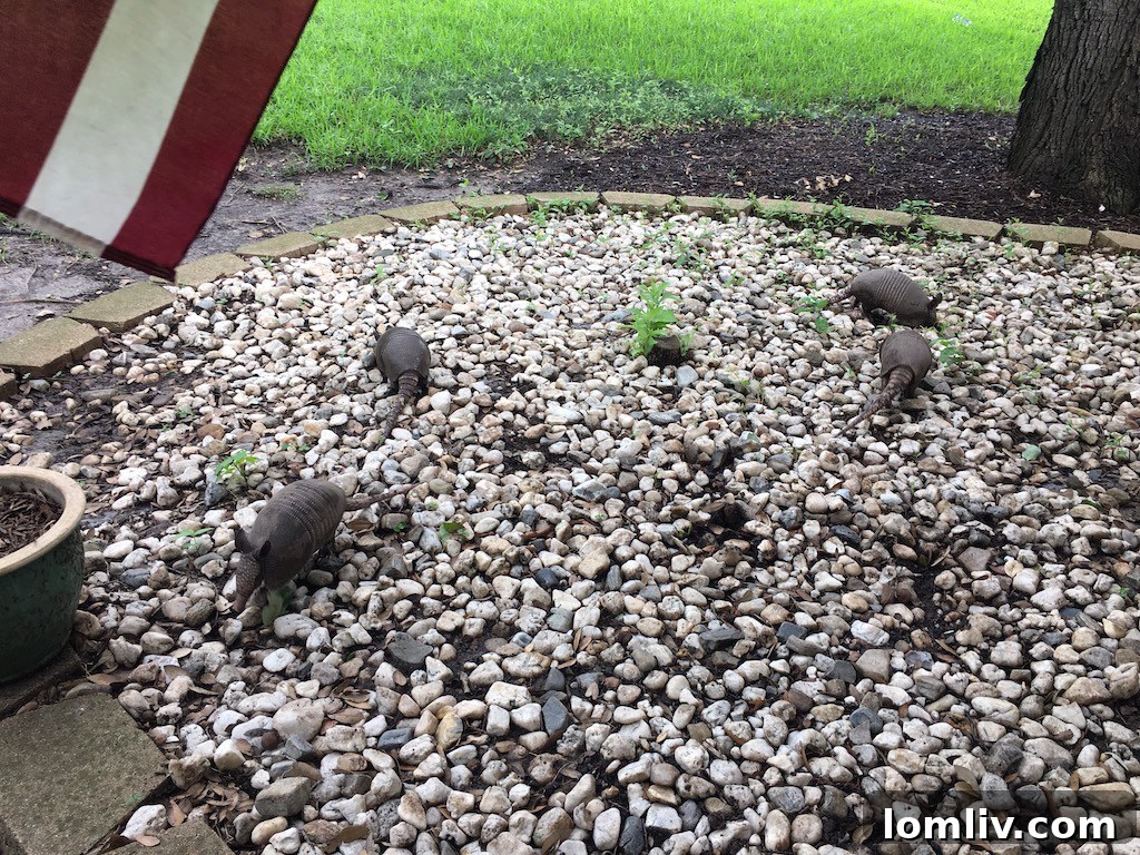 Defying the Dog Days Laughters Lifeline for Home Inspectors 3 A group of armadillos unexpectedly encountered during a home inspection, highlighting the surprises found outdoors.
