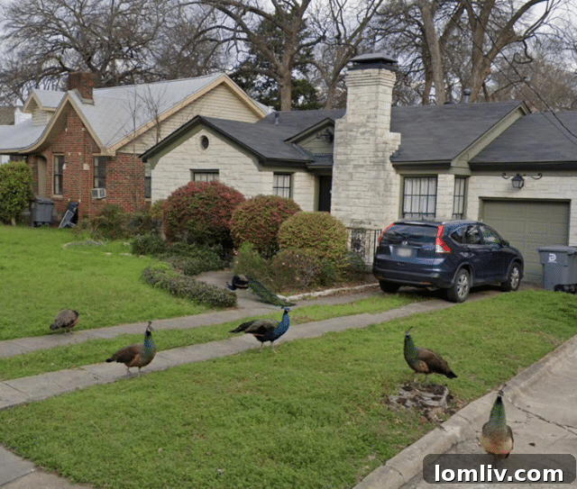 Free-roaming peacocks in Beckley Club Estates, Dallas