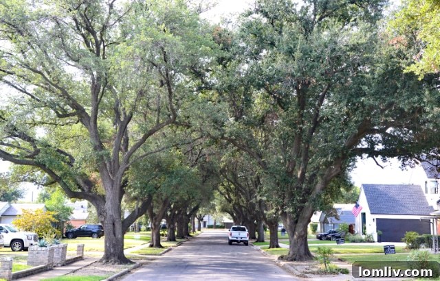 Elm Thicket-Northpark: Gentrification Imperils a Historic Black Community 2 Elm Thicket/Northpark streets feature beautiful canopies created by full-grown Elm trees, symbolizing the neighborhood's enduring charm and natural beauty.