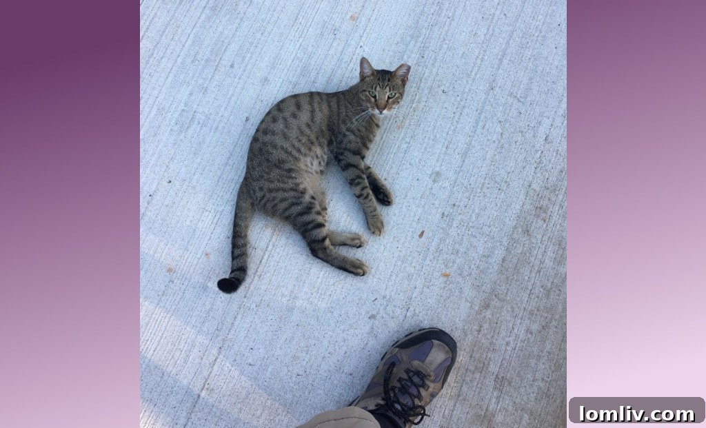 The 4 Home Inspection Habits That Drive Inspectors Crazy 4 Curious Cat Observing Home Inspection