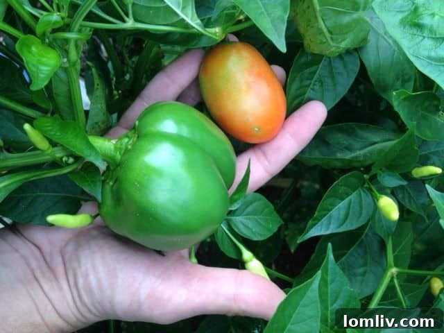 garden1