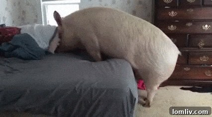 Comparison of Bedroom with a Pigsty