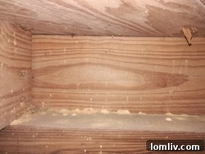 Unseen Invaders Devouring Your Home 5 Powderpost beetles leaving powdery trails and exit holes in wooden cabinets