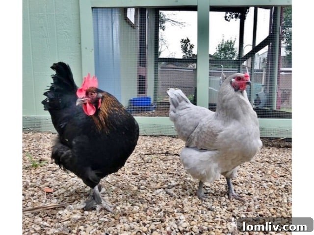 Backyard Chickens for Beginners: Your Starter Guide 3 Chris-Lesley-And-Her-Coop