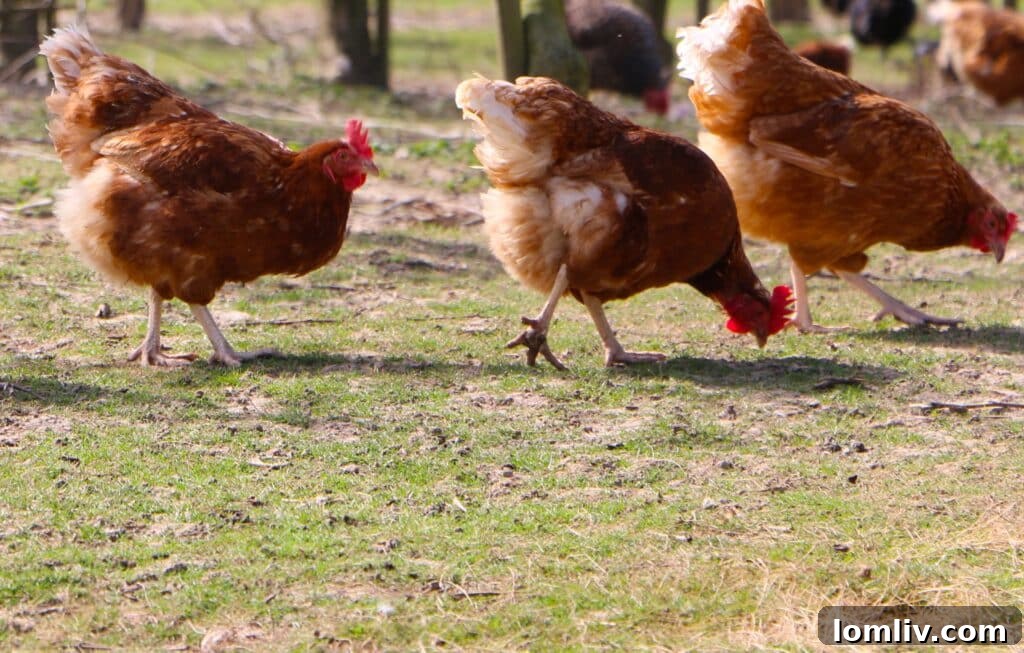 Backyard Chickens for Beginners: Your Starter Guide 4 Chris-Lesley-And-Her-Coop