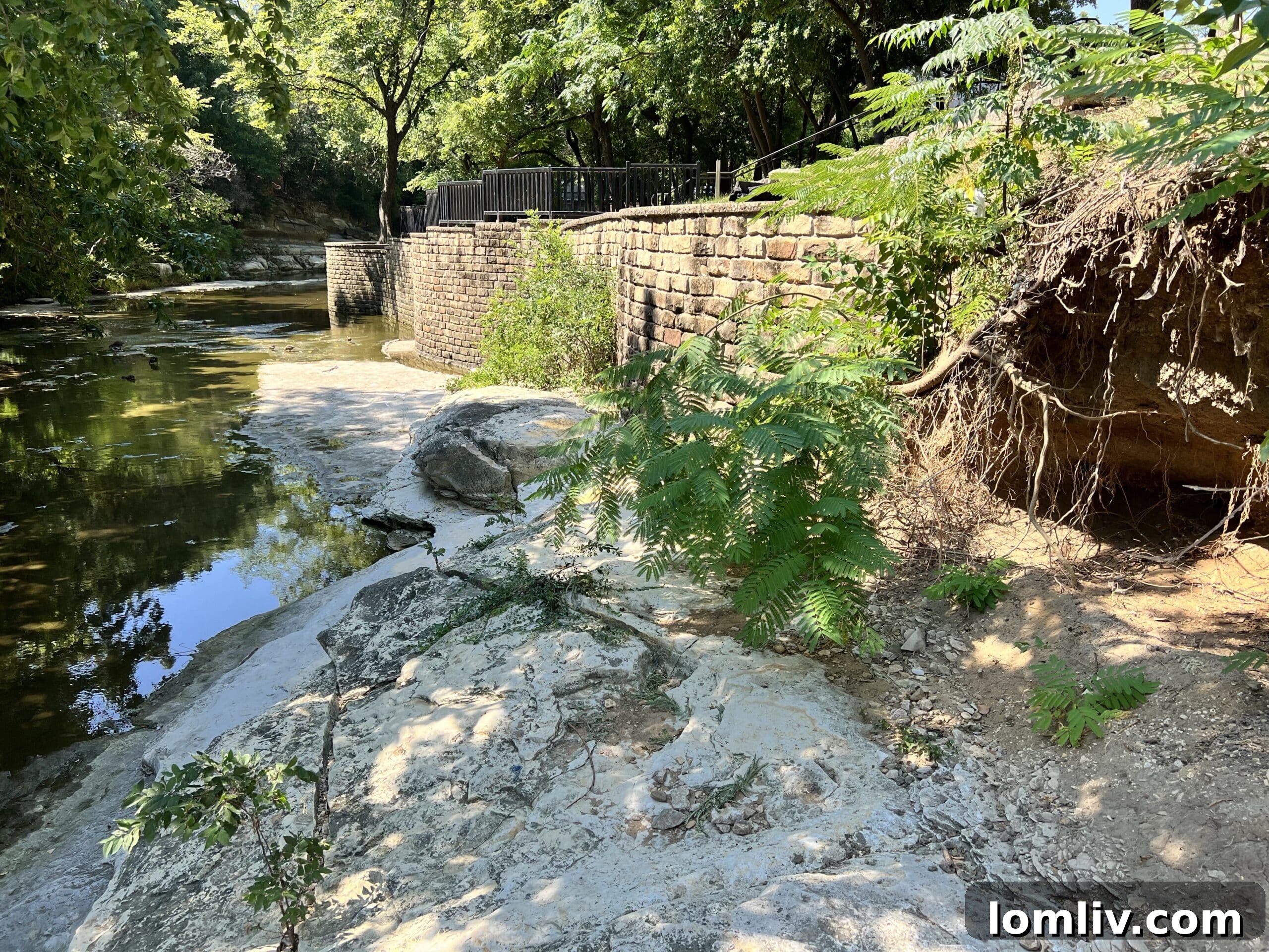 Turtle Creek Association Takes Charge of Dallas Front Yard Beauty 7 Turtle Creek after a thorough clean-up, showcasing its rejuvenated state.