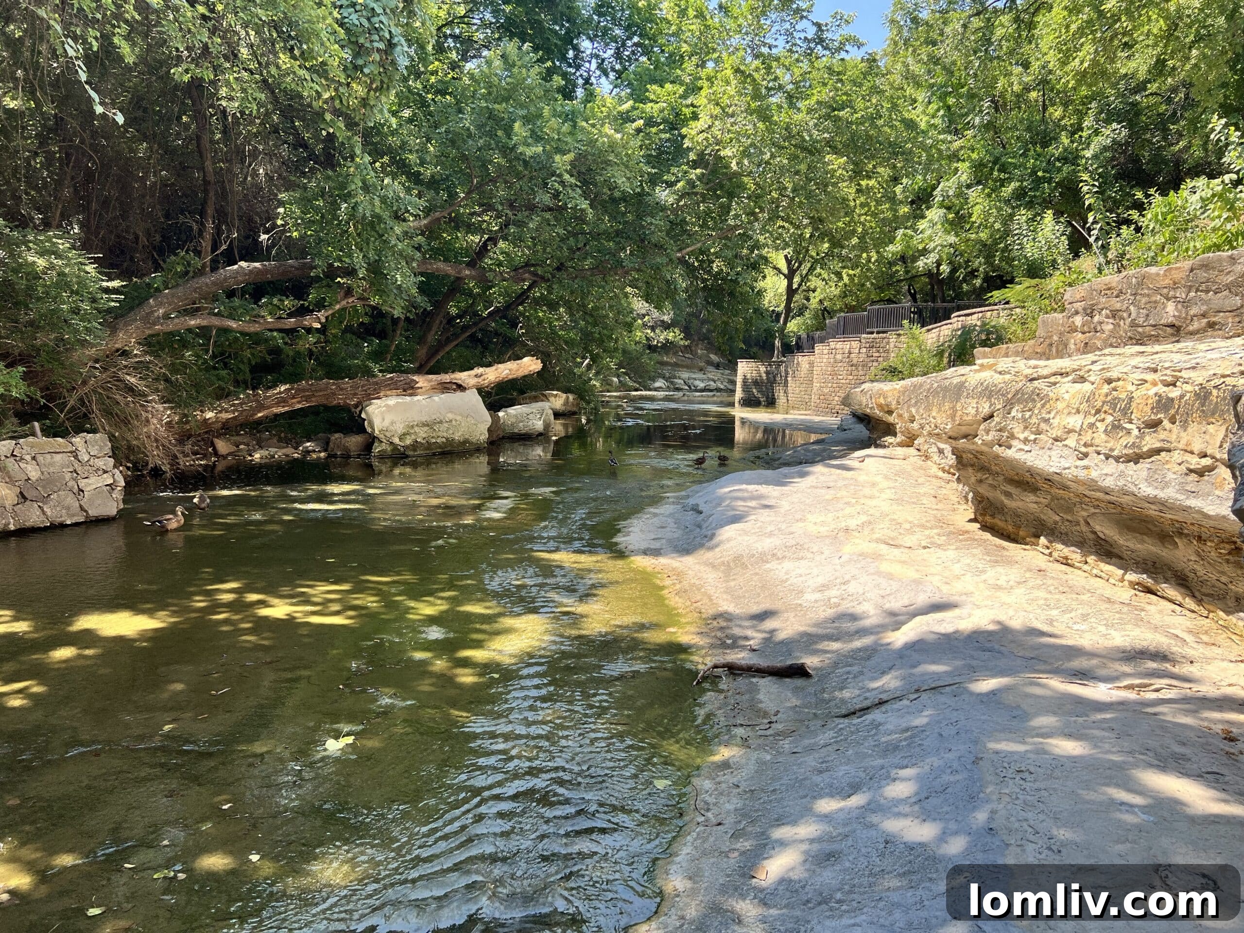 Turtle Creek Association Takes Charge of Dallas Front Yard Beauty 8 A beautifully maintained stretch of Turtle Creek, contributing to the area's prestige.