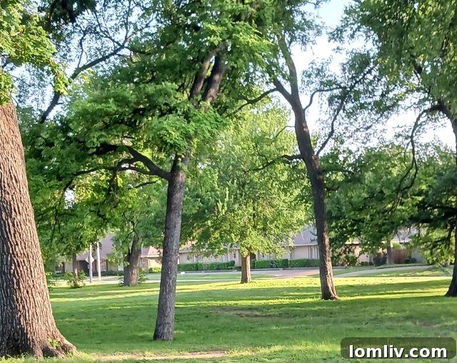 Tanglewood Fort Worth linear park