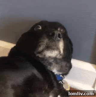 Hazelberg, the rescue dog, looking stressed out, humorously reacting to the house design.