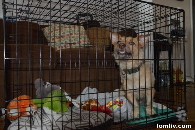 Hazelberg, the rescue dog, expressing strong disapproval with barks and yelps at a photo of the house.