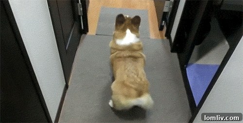 Dog looking bewildered on a hard surface, humorously reflecting the comfort level of the home's design.