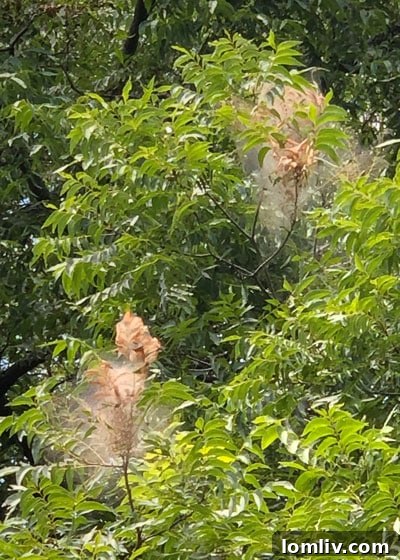 DFW's Spooky Shroud: Webworms Blanket Trees for Halloween 3 IMG_7009