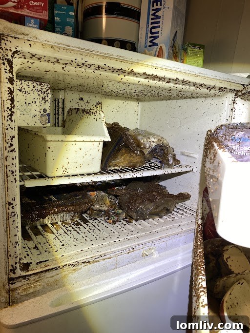 Severely neglected freezer interior with visible mold, grime, and spoiled contents discovered during a home inspection.
