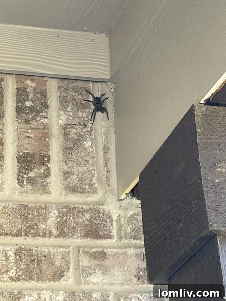 Large wolf spider on a wall during a home inspection, highlighting common pest encounters.
