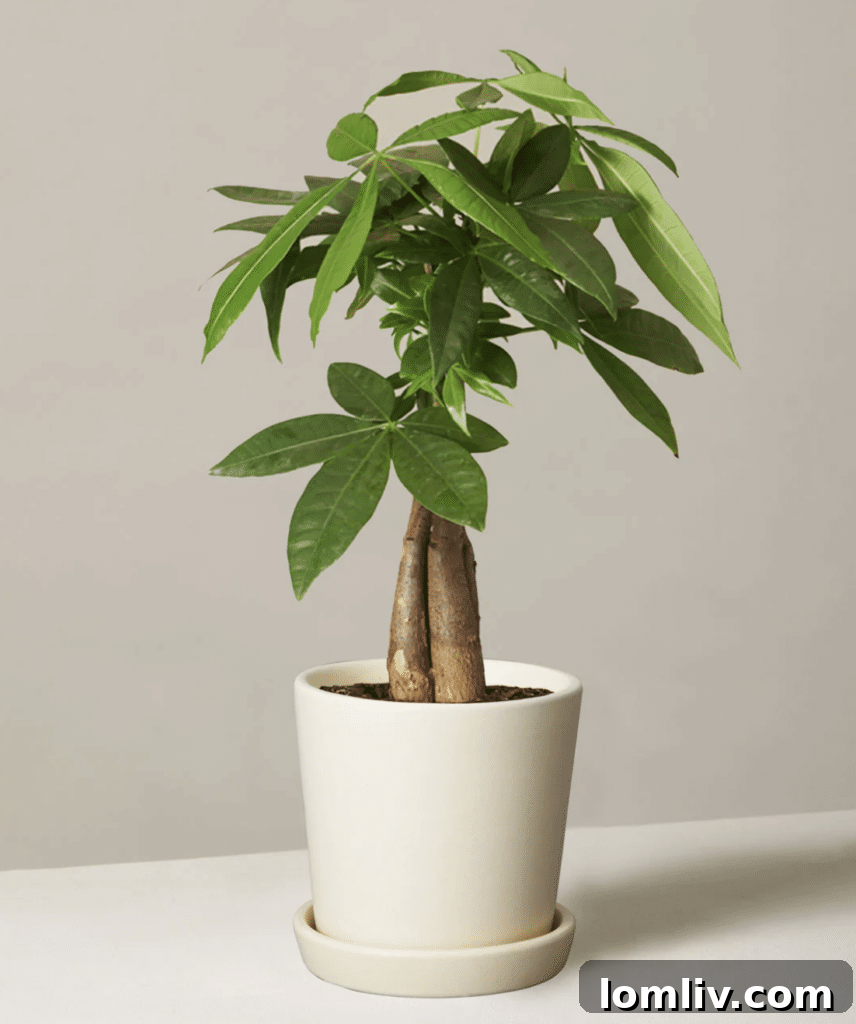 The Ultimate Holiday Gift Guide 10 A vibrant Money Tree Plant in a stylish ceramic pot, symbolizing good luck and prosperity.