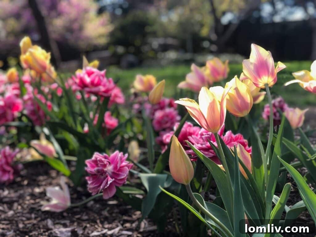 Colorful winter annuals like pansies, violas, and ornamental cabbage thriving in a garden bed.