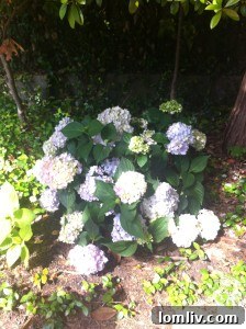 Hydrangeas from the home's garden