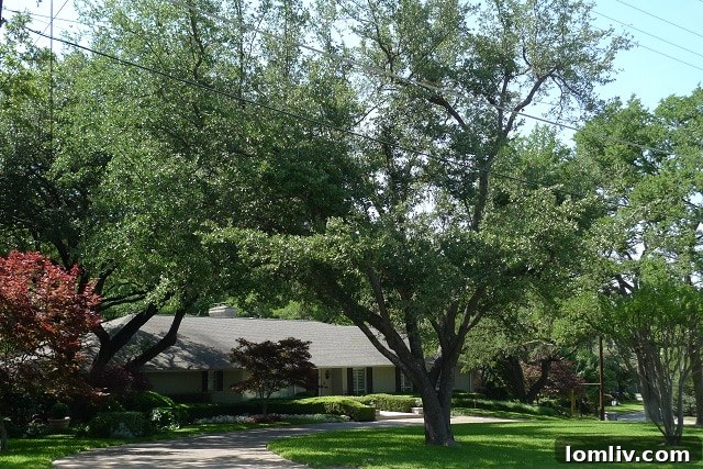 Lee Trevino's Old House