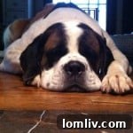 Close-up of Duchess the Saint Bernard, ready for a new home