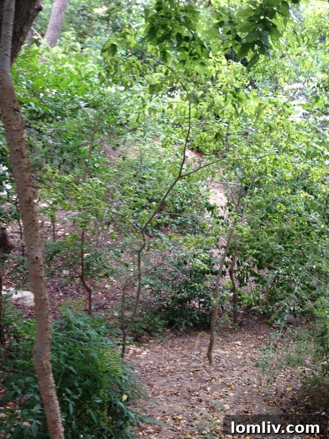 The picturesque new lot for Jane McGarry's home featuring a natural dry creek bed running through the back of the property.