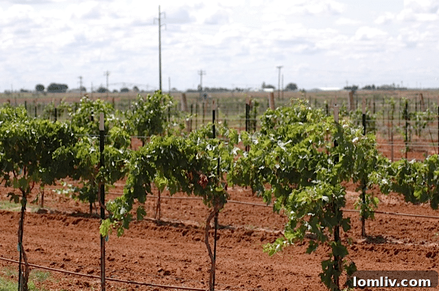 Red-Star-Farms-vineyard1