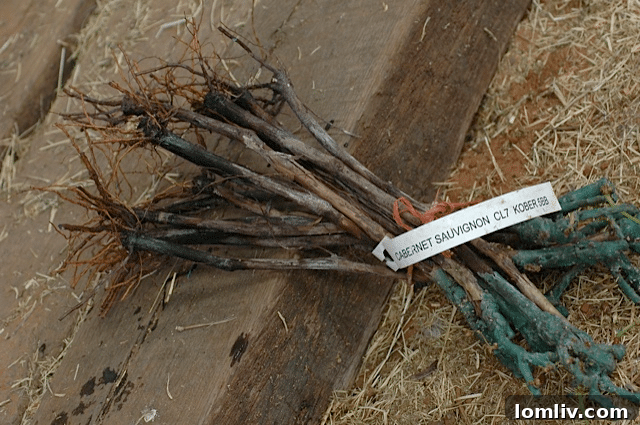 Cabernet-Sauvignon-roots-Red-Star-Farms