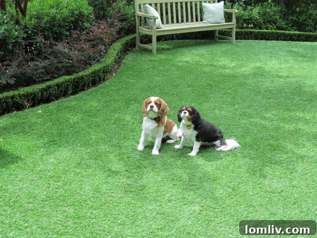 The Grass Is Always Greener for Fido, Thanks to Pet Grass 3 High-Quality Pet-Friendly Artificial Turf Installation by Harold Leidner Landscape Architects