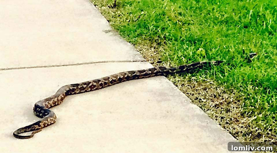 A Copperhead snake coiled on the ground, common in North Texas environments