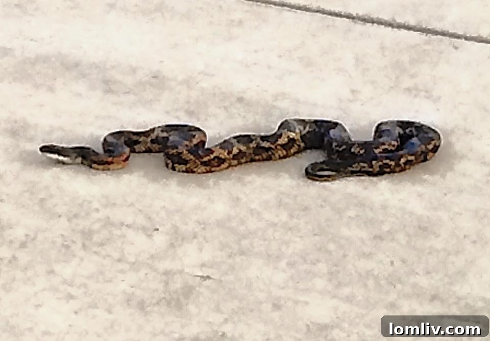 A non-venomous Rat Snake, often found in residential areas, coiled defensively