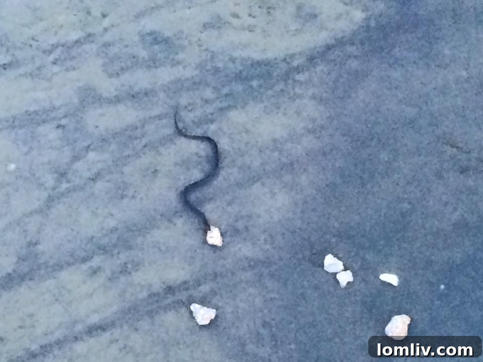 A Water Moccasin snake partially submerged in water, characteristic of its aquatic habitat