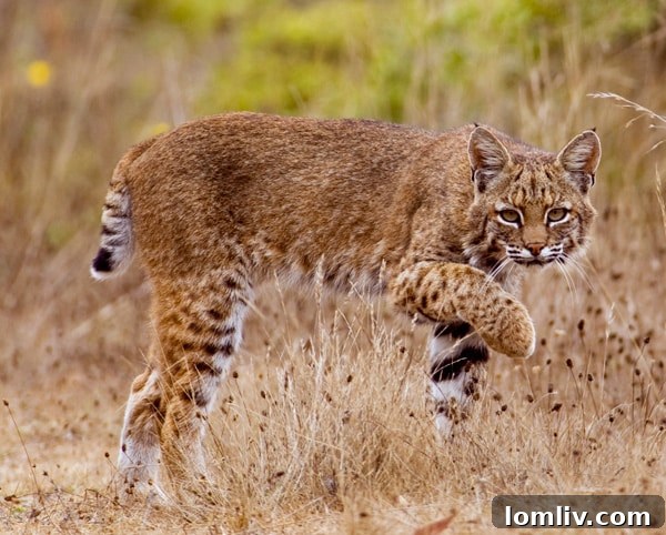 Bobcat05-600p