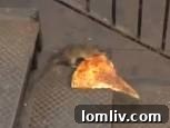 Pizza Rat, urban wildlife icon