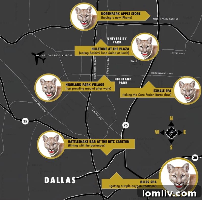 Dallas cougars: A guide to the city's most elegant and independent women.