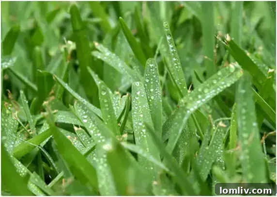 Vibrant green Sir Walter Buffalo turf thriving in a well-maintained garden, showcasing its lush appearance and durability.