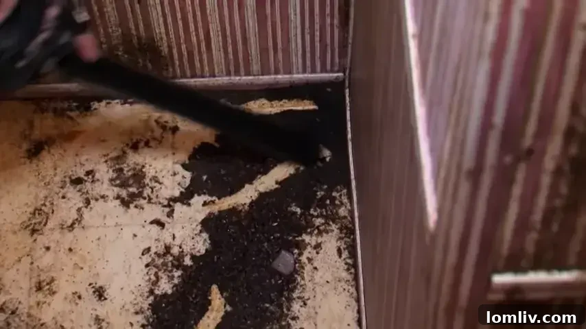A person documenting a cockroach infestation with a smartphone, emphasizing the critical importance of evidence collection for legal recourse.